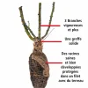 Willemse France - Rosier buisson arthur bell - la motte / 3+ branches Sale