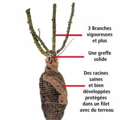 Willemse France - Rosier buisson arthur bell - la motte / 3+ branches Sale
