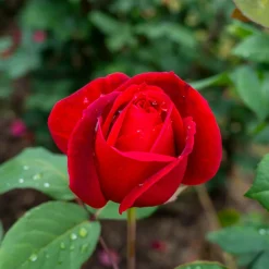 Willemse France Rosiers | - Rosier buisson mr lincoln - la motte / 3+ branches