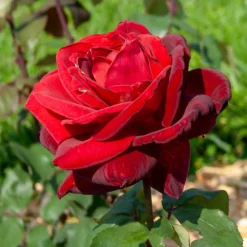 Willemse France Rosiers | - Rosier buisson mr lincoln - la motte / 3+ branches