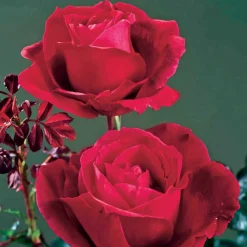 Willemse France Rosiers | - Rosier buisson mr lincoln - la motte / 3+ branches