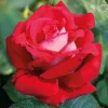 Willemse France Rosiers | - Rosier buisson grande amore ® - la motte / 3+ branches