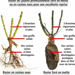 Willemse France Rosiers | - Rosier buisson grande amore ® - la motte / 3+ branches