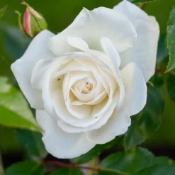 Willemse France - Rosier buisson blanc - la pièce en racine nue / 2+ branches Best