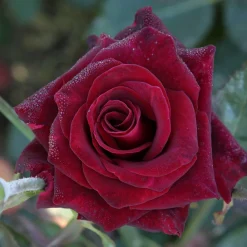 Willemse France Rosiers | - Rosier buisson black baccara ® meidebenne - la pièce en racine nue / 3+ branches