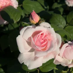 Willemse France Rosiers | - Rosier buisson whisky - la motte / 3+ branches