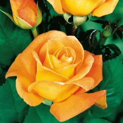 Willemse France Rosiers | - Rosier buisson whisky - la motte / 3+ branches