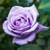 Willemse France - Rosier buisson violet - la pièce en racine nue / 2+ branches, vendu par lot de 4 New