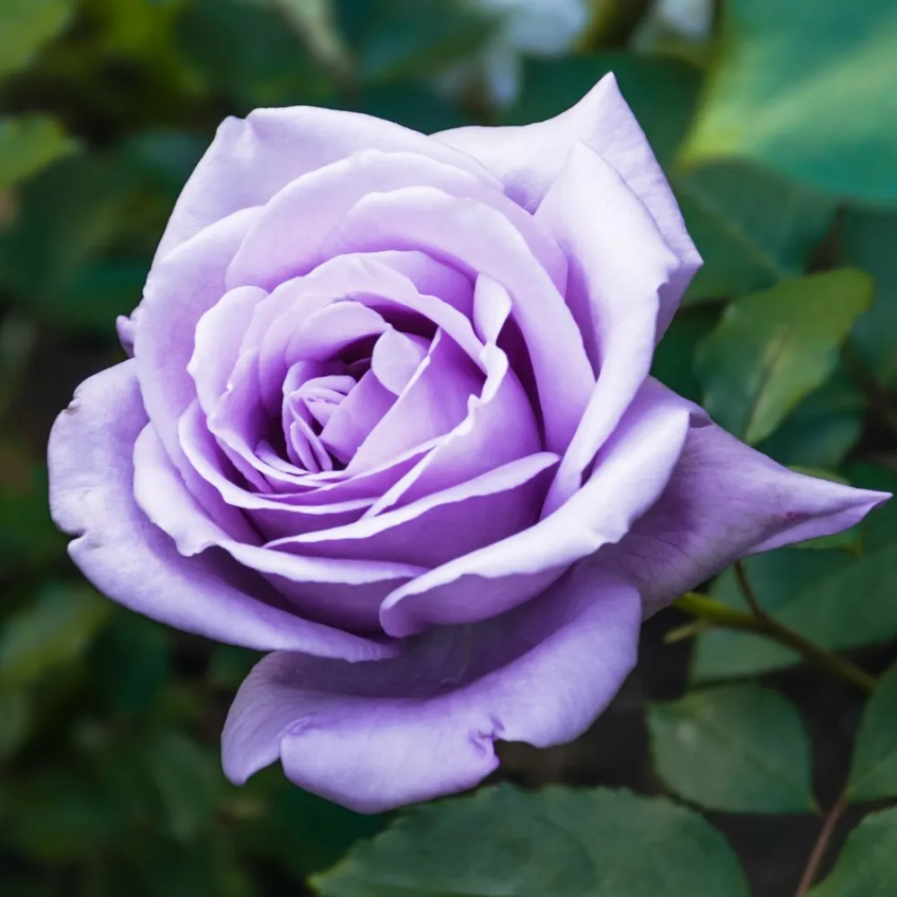 Willemse France - Rosier buisson violet - la pièce en racine nue / 2+ branches, vendu par lot de 4 New