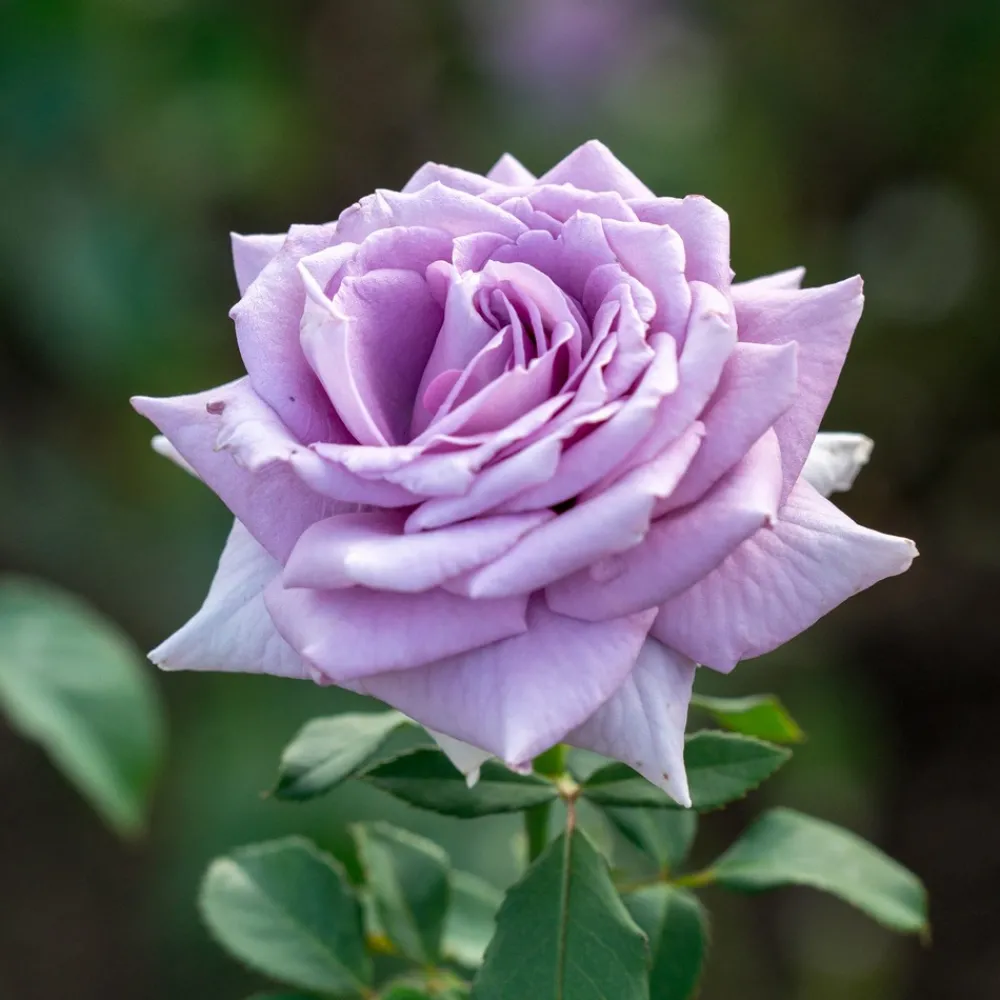 Willemse France - Rosier buisson violet - la pièce en racine nue / 2+ branches, vendu par lot de 4 New