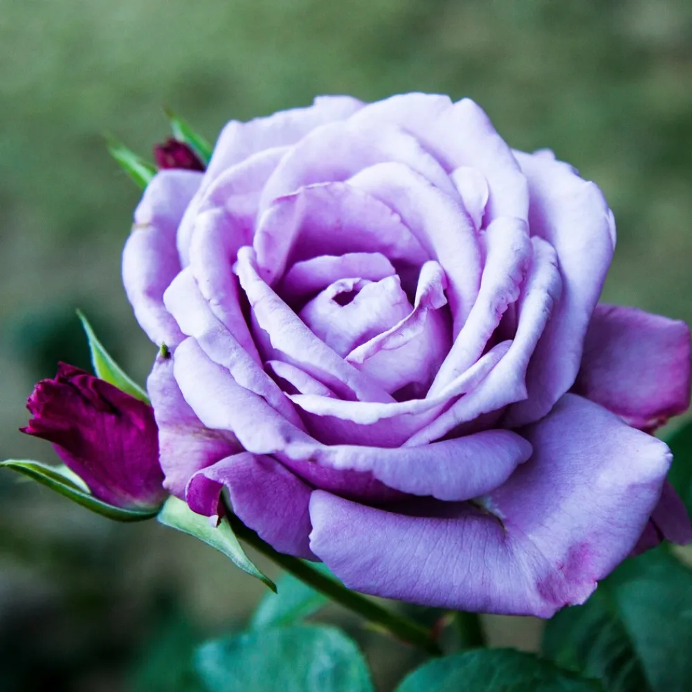 Willemse France - Rosier buisson violet - la pièce en racine nue / 2+ branches, vendu par lot de 4 New