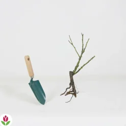 Willemse France - Rosier buisson violet - la pièce en racine nue / 2+ branches, vendu par lot de 4 New