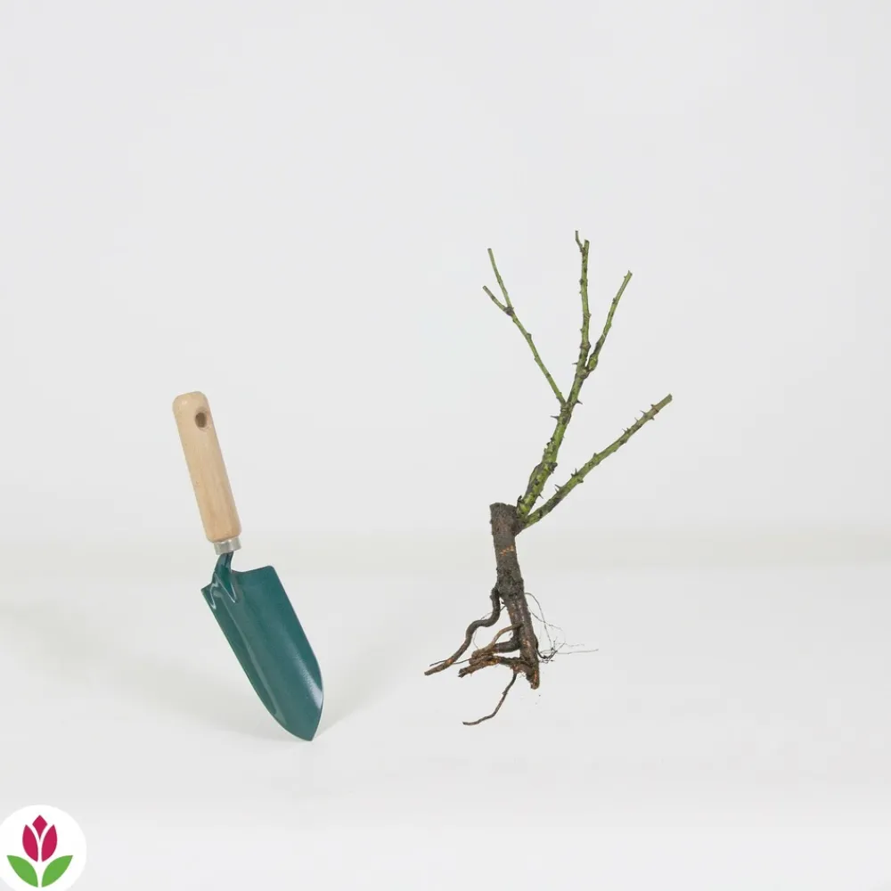 Willemse France - Rosier buisson violet - la pièce en racine nue / 2+ branches, vendu par lot de 4 New