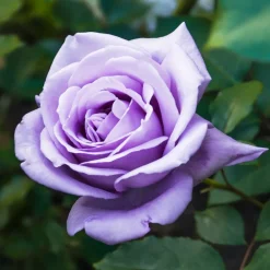 Willemse France Fleurs De Saison | - Rosier buisson violet - la pièce en racine nue / 2+ branches, vendu par lot de 2