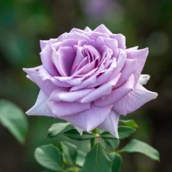 Willemse France Fleurs De Saison | - Rosier buisson violet - la pièce en racine nue / 2+ branches, vendu par lot de 2