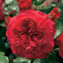Willemse France Rosiers | - Rosier floribunda red leonardo da vinci ® meiangele - la motte / 3+ branches, vendu par lot de 2