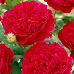 Willemse France Rosiers | - Rosier floribunda red leonardo da vinci ® meiangele - la motte / 3+ branches, vendu par lot de 2