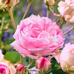 Willemse France Rosiers | - Rosier floribunda leonardo da vinci ® medeauri - la pièce en racine nue / 3+ branches