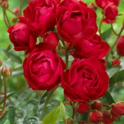 Willemse France Rosiers | - Rosier fête des mères - le pot / 3l / hauteur livrée 15-40cm