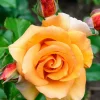 Willemse France - Rosier grimpant orange - la pièce en racine nue / 2+ branches, vendu par lot de 2 Clearance