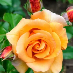 Willemse France - Rosier grimpant orange - la pièce en racine nue / 2+ branches, vendu par lot de 2 Clearance