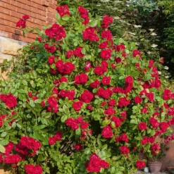 Willemse France Rosiers | - Rosier grimpant rouge - la pièce en racine nue / 2 branches, vendu par lot de 2