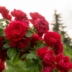 Willemse France Rosiers | - Rosier grimpant rouge - la pièce en racine nue / 2 branches, vendu par lot de 2