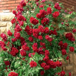 Willemse France Rosiers | - Rosier grimpant rouge - la pièce en racine nue / 2 branches, vendu par lot de 2