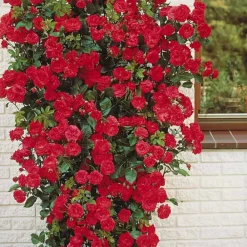Willemse France Rosiers | - Rosier grimpant rouge - la pièce en racine nue / 2 branches, vendu par lot de 2