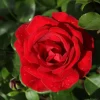 Willemse France - Rosier grimpant santana ® - la pièce en racine nue / 3 branches, vendu par lot de 2 Hot