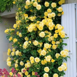 Willemse France Rosiers | - Rosier grimpant golden gate ® korgolgat - la pièce en racine nue / 3 branches, vendu par lot de 2