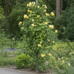Willemse France Rosiers | - Rosier grimpant golden gate ® korgolgat - la pièce en racine nue / 3 branches, vendu par lot de 2