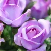 Willemse France Rosiers | - Rosier grimpant musimara - la pièce en racine nue / 3 branches, vendu par lot de 2