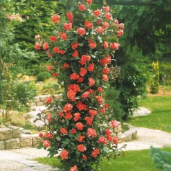 Willemse France - Rosier grimpant métanoïa - la pièce en racine nue / 3 branches, vendu par lot de 2 Clearance