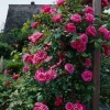 Willemse France - Rosier grimpant rose - la pièce en racine nue / 2+ branches, vendu par lot de 2 Discount