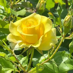 Willemse France - Rosier grimpant jaune - la pièce en racine nue / 2+ branches Sale