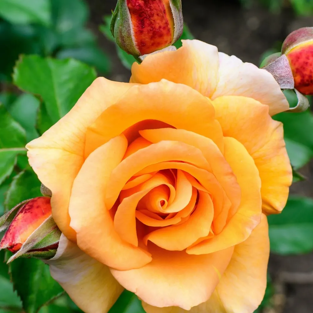 Willemse France - Rosier grimpant orange - la pièce en racine nue / 2+ branches Online