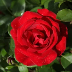 Willemse France Rosiers | - Rosier grimpant santana ® - la pièce en racine nue / 3 branches