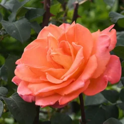 Willemse France - Rosier grimpant métanoïa - la pièce en racine nue / 3 branches Outlet