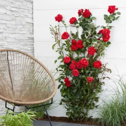 Willemse France - Rosier grimpant crazy in love rouge - le pot / ø 15cm / hauteur livrée 40-50cm Best