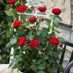 Willemse France - Rosier grimpant crazy in love rouge - le pot / ø 15cm / hauteur livrée 40-50cm Best