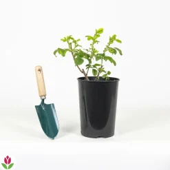 Willemse France Rosiers | - Rosier hansa - le pot / 4l / hauteur livrée 15-40cm