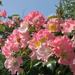 Willemse France - Rosier liane kew rambler - le pot / 4l / hauteur livrée 15-40cm Sale