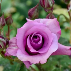 Willemse France - Rosier à massif violet - la pièce en racine nue / 2+ branches, vendu par lot de 2 Best