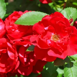 Willemse France Rosiers | - Rosier à massif rouge - la pièce en racine nue / 2+ branches, vendu par lot de 2