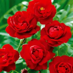 Willemse France Rosiers | - Rosier à massif rouge - la pièce en racine nue / 2+ branches, vendu par lot de 2