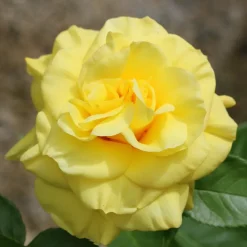Willemse France Rosiers | - Rosier à massif jaune - la pièce en racine nue / 2+ branches