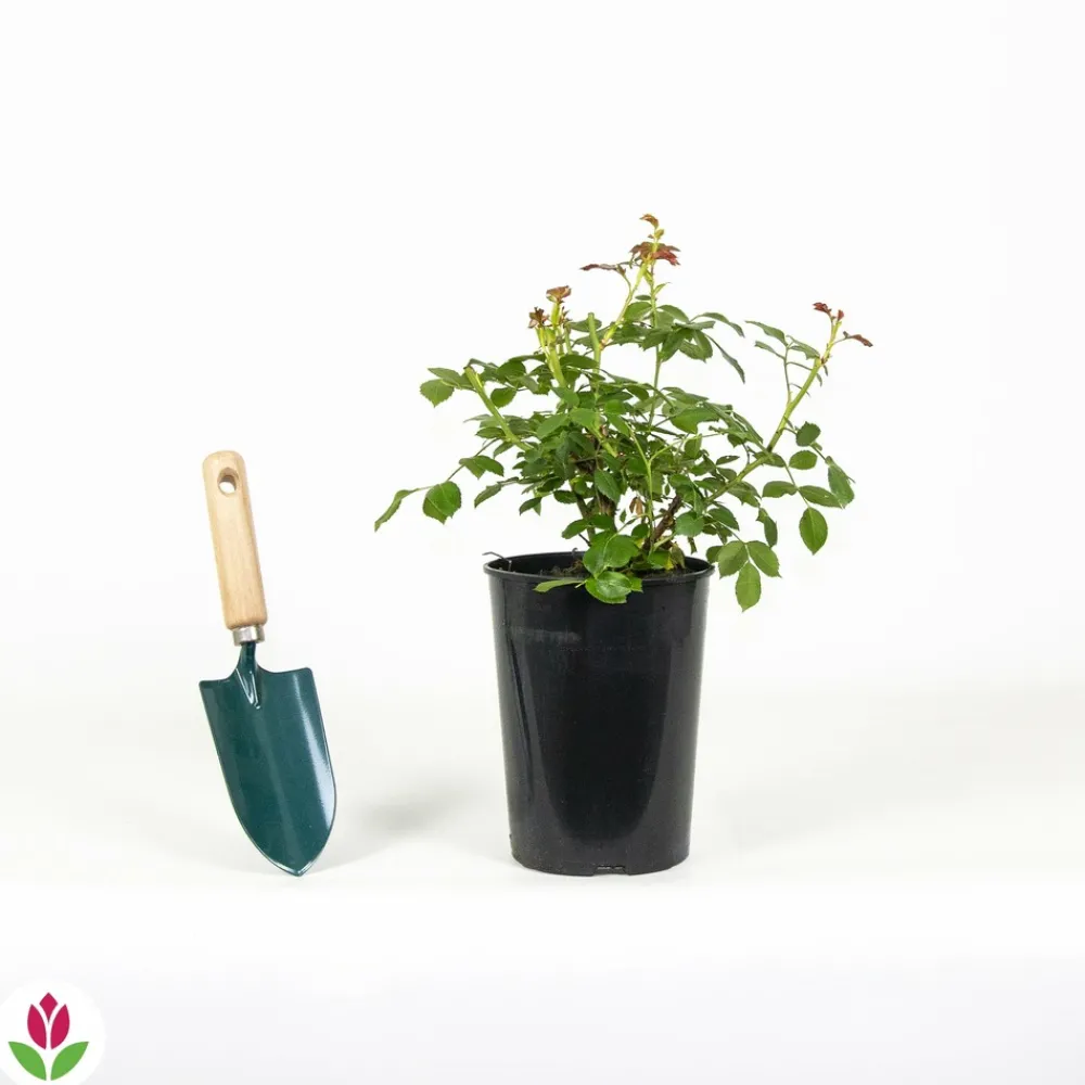 Willemse France - Rosier mirato - le pot / 3l / hauteur livrée 15-40cm