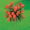 Willemse France - Rosier sur tige ramona - la pièce en racine nue / tige 60cm New