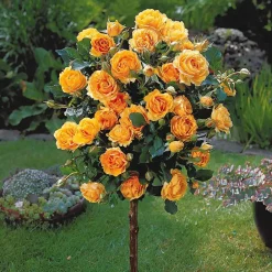 Willemse France - Rosier sur tige sunsilk - la pièce en racine nue / tige 60cm Best
